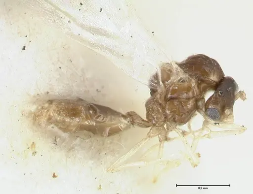Crematogaster overbecki - FOCOL1635