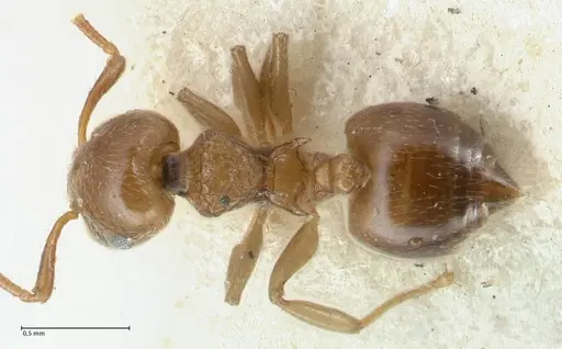 Crematogaster overbecki - FOCOL1636