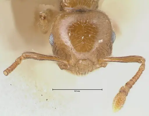 Crematogaster overbecki - FOCOL1636