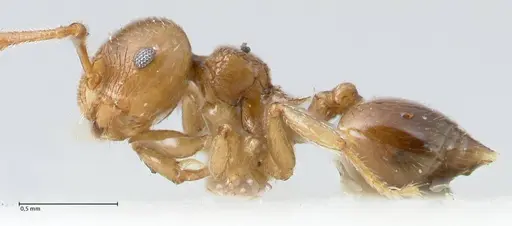 Crematogaster overbecki - FOCOL1636