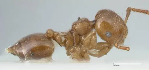 Crematogaster overbecki - FOCOL1636