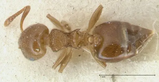 Crematogaster overbecki - FOCOL1637