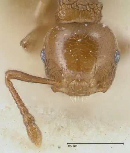 Crematogaster overbecki - FOCOL1637