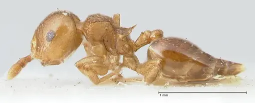 Crematogaster overbecki - FOCOL1637