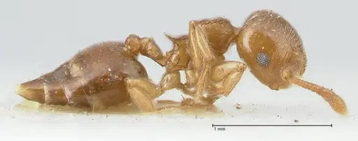 Crematogaster overbecki - FOCOL1637
