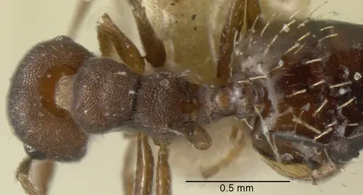 Crematogaster oxygynoides specimen