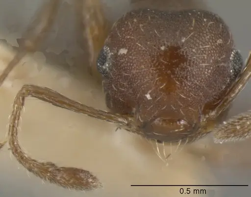 Crematogaster oxygynoides specimen