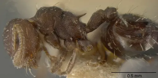 Crematogaster oxygynoides specimen