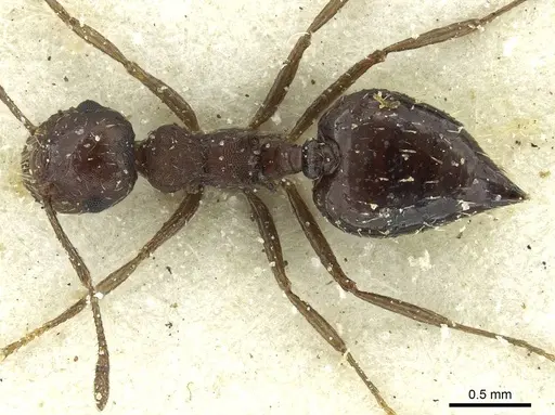 Crematogaster oxygynoides - CASENT0912746