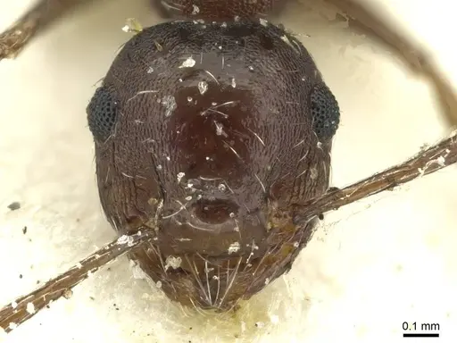 Crematogaster oxygynoides - CASENT0912746