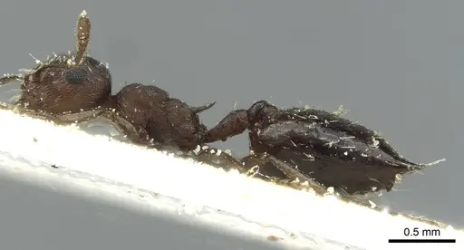 Crematogaster oxygynoides - CASENT0912746