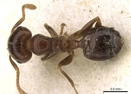 Crematogaster pallipes specimen