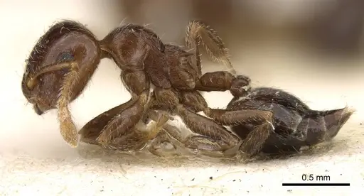 Crematogaster pallipes specimen