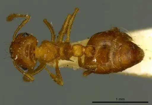 Crematogaster pallipes - CASENT0919692