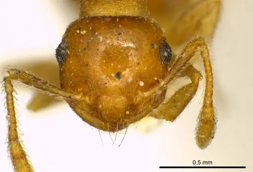 Crematogaster pallipes - CASENT0919692