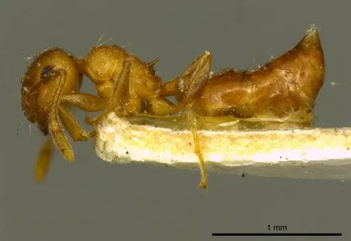 Crematogaster pallipes - CASENT0919692