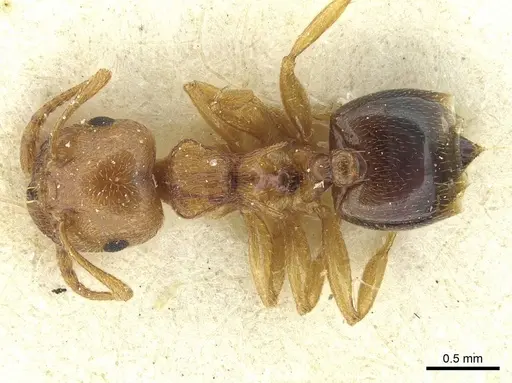 Crematogaster paolii specimen