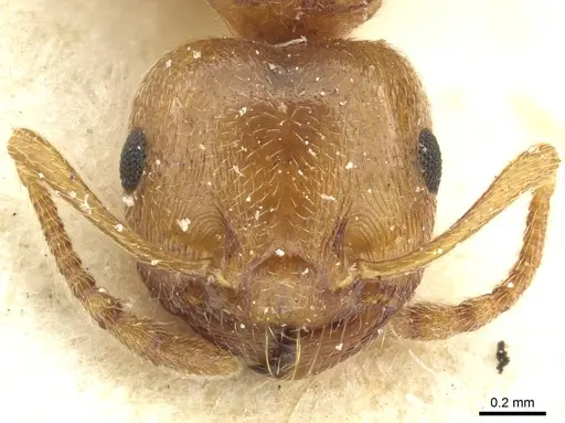 Crematogaster paolii specimen