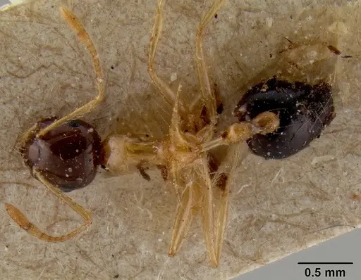 Crematogaster paradoxa specimen
