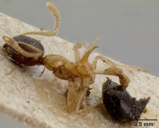 Crematogaster paradoxa specimen