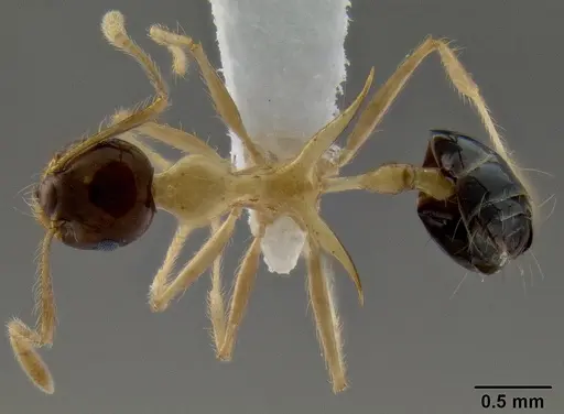 Crematogaster paradoxa - CASENT0193114