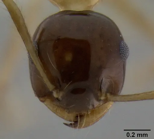 Crematogaster paradoxa - CASENT0193114
