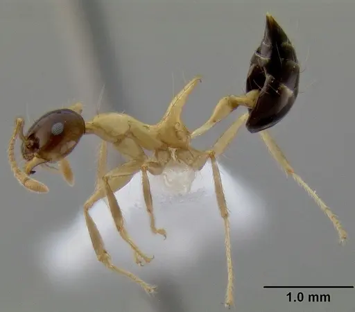 Crematogaster paradoxa - CASENT0193114