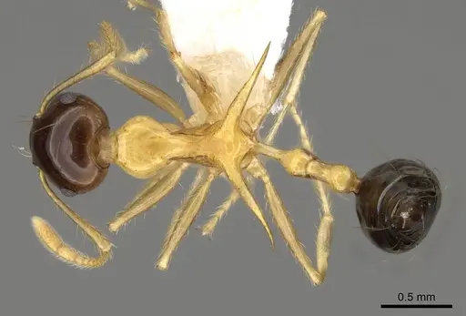 Crematogaster paradoxa - CASENT0914542