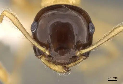 Crematogaster paradoxa - CASENT0914542