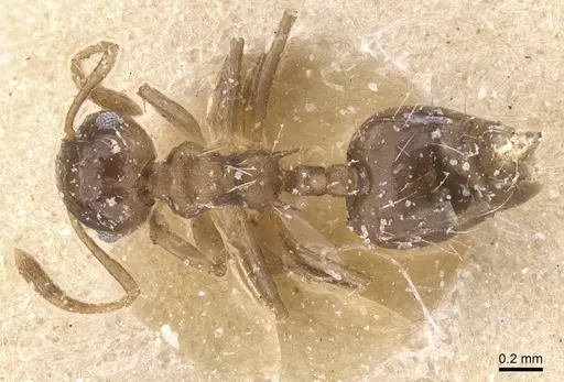 Crematogaster parallela specimen