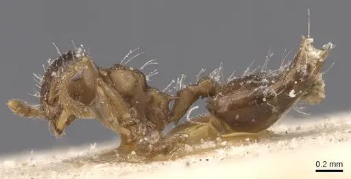 Crematogaster parallela specimen