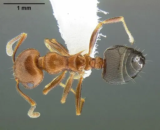 Crematogaster parapilosa specimen