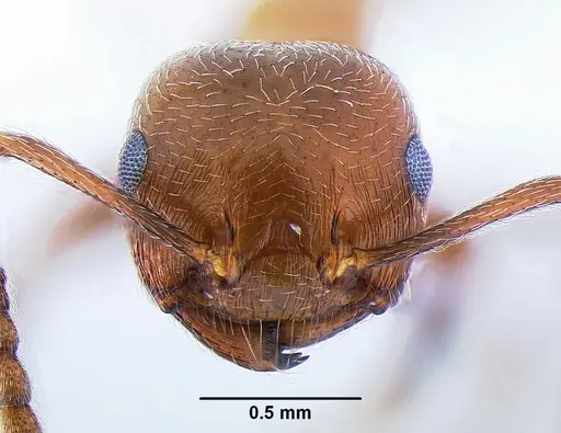 Crematogaster parapilosa specimen