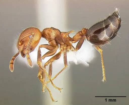 Crematogaster parapilosa specimen