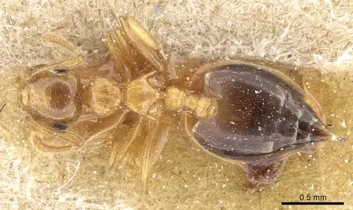 Crematogaster pauciseta specimen