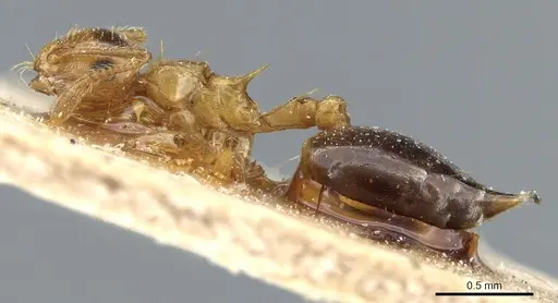 Crematogaster pauciseta specimen