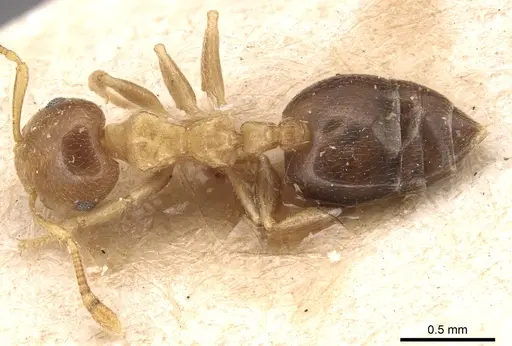 Crematogaster pauli specimen