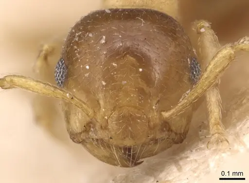 Crematogaster pauli specimen