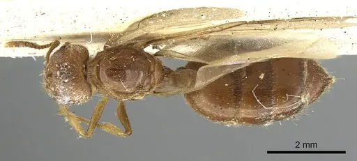 Crematogaster pellens specimen