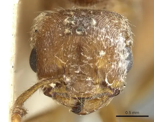 Crematogaster pellens specimen