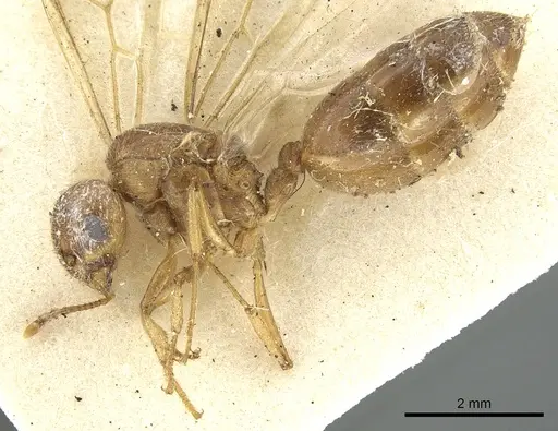 Crematogaster pellens specimen