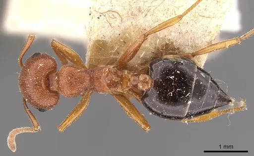 Crematogaster perelegans specimen