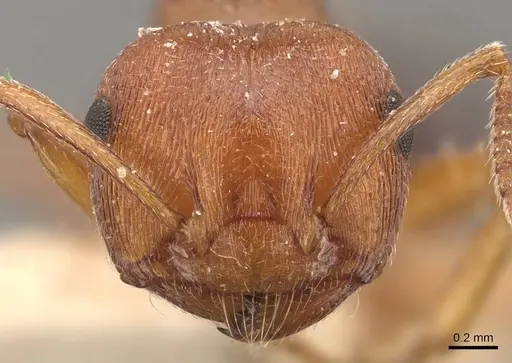Crematogaster perelegans specimen