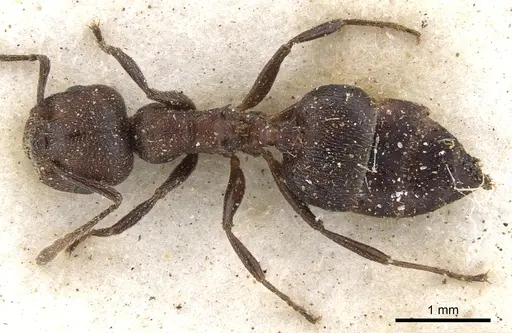 Crematogaster peringueyi specimen