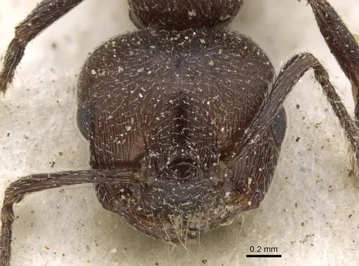 Crematogaster peringueyi specimen