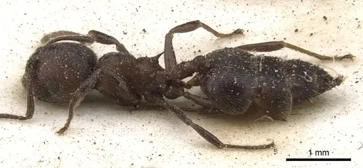 Crematogaster peringueyi specimen