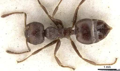 Crematogaster peringueyi - CASENT0902100