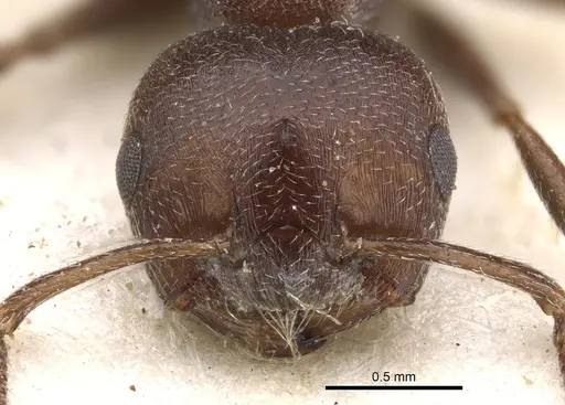 Crematogaster peringueyi - CASENT0902100