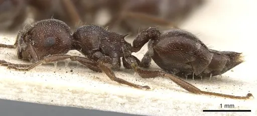 Crematogaster peringueyi - CASENT0902100