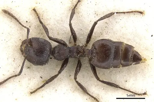 Crematogaster peringueyi - CASENT0902101
